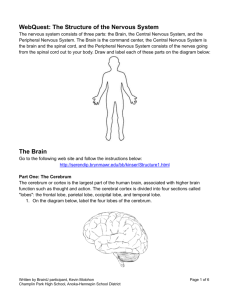 WebQuest: The Structure of the Nervous System The Brain
