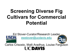 Screening Diverse Fig Cultivars for Commercial Potential