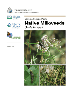 California Pollinator Plants: Native Milkweeds
