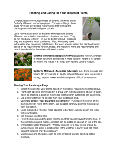 Planting and Caring for Your Milkweed Plants