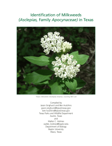 Identification of Milkweeds (Asclepias, Family Apocynaceae) in Texas
