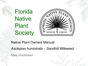 Pinewoods Milkweed - Florida Native Plant Society