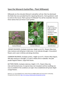 Save the Monarch butterflies. Plant Milkweed.