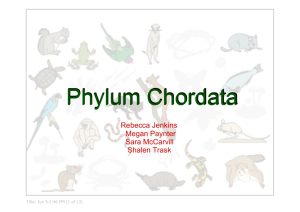 Phylum Chordata Phylum Chordata
