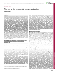The role of titin in eccentric muscle contraction
