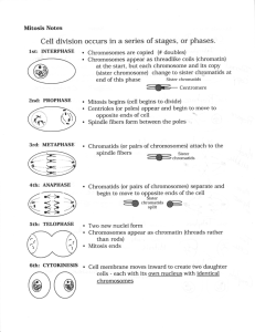 Cell division occurs in a series of stages, or phases.