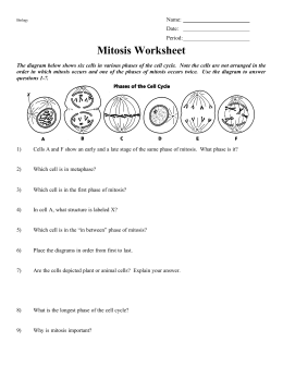 MITOSIS WORKSHEET