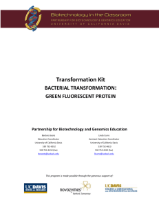 Bacterial Transformation with Green Fluorescent