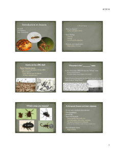 MG-Intro to Insects