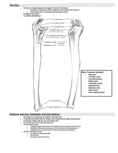 The Ulna Humerus and ulna: landmarks and articulations