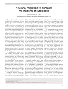 Neuronal migration re-purposes mechanisms of cytokinesis