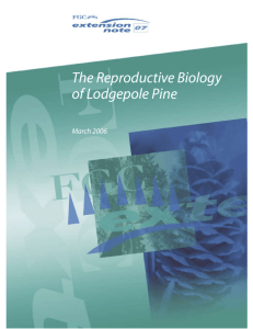 The Reproductive Biology of Lodgepole Pine