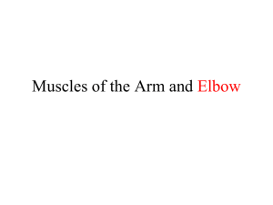 Muscles of the Arm and Elbow