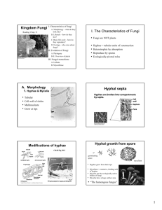 I. The Characteristics of Fungi Hyphal septa