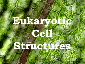 The Eukaryotic Cell Introduction Power Point