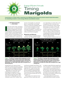 Timing Marigolds - Floriculture at Michigan State University