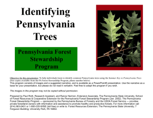 Identifying Pennsylvania Trees