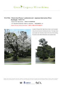51) 2110m Cherry tree (Prunus × yedoensis) and Japanese black