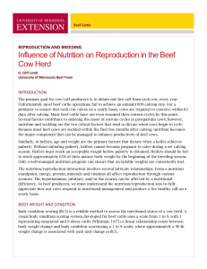 Influence of Nutrition on Reproduction in the Beef Cow Herd