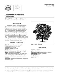 Jacaranda mimosifolia Jacaranda