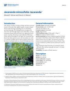 Jacaranda mimosifolia: Jacaranda1 - EDIS