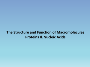 The Structure and Function of Macromolecules Proteins & Nucleic