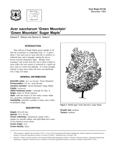 Acer saccharum 'Green Mountain'