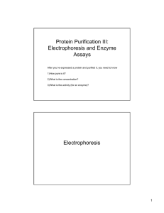 Protein Purification III: Electrophoresis and Enzyme Assays
