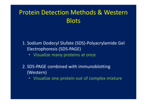 Feb 22 2011 lecture Protein Detection Methods [Compatibility Mode]