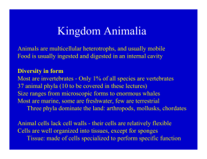 Animal Diversity 1