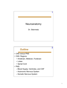 Neuroanatomy Outline