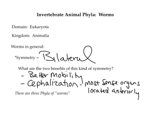 Invertebrate Animal Phyla: Worms