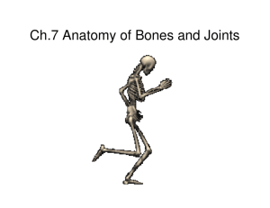 Ch.7 Anatomy of Bones and Joints