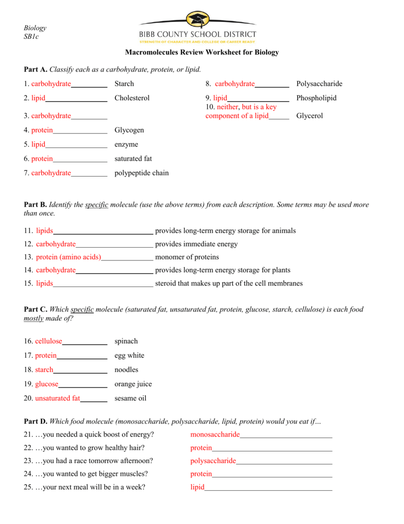 Macromolecules In My Food Worksheet Answers