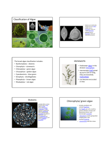 Classification of Algae Diatoms stoneworts Chlorophyta/ green algae