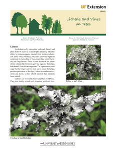 Lichens and Vines on Trees - University of Tennessee Extension