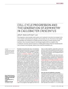 cell-cycle progression and the generation of asymmetry in