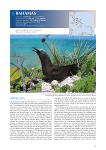 Important Bird Areas - The Bahamas National Trust