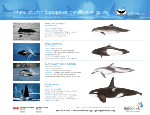 Whale, dolphin & porpoise identification guide