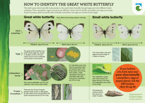 Great white butterfly identification sheet