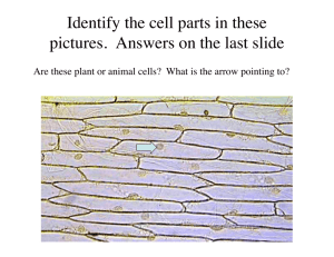 Identify the cell parts in these pictures. Answers on the last slide