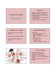 CONNECTIVE TISSUES Objectives CONNECTIVE TISSUES