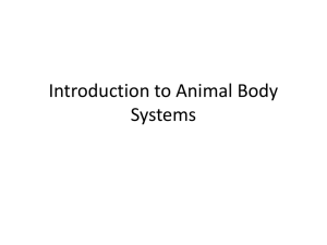 Intro to Animal Body Systems