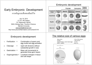 Early Embryonic Development การเจริญระยะต้นของเอ็มบริโอ
