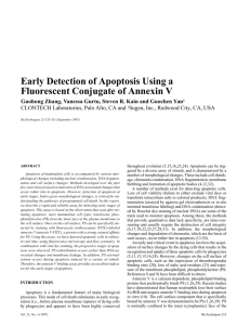Early Detection of Apoptosis Using a Fluorescent