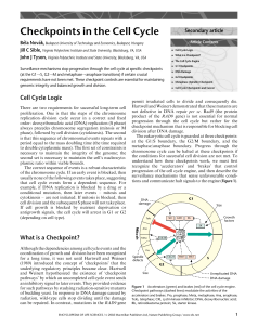 Checkpoints in the Cell Cycle
