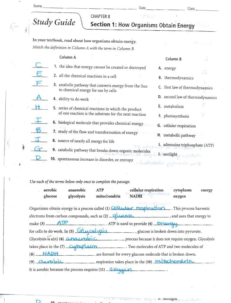 Cellular transport study guide answers