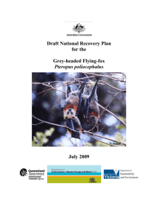 Draft National Recovery Plan for the Grey-headed Flying-fox