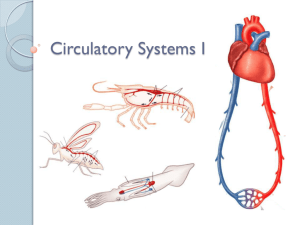 Circulatory Systems I