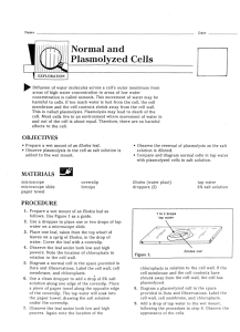 Plasmolyzed Cells